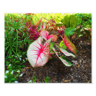 Elephant's Ear Fototryck