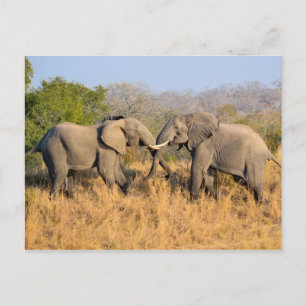 Elephants Fighting Vykort