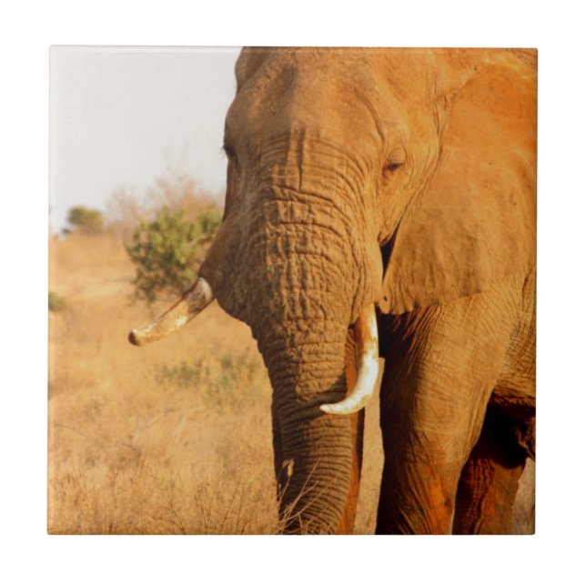 Elephants Kakelplatta (Framsidan)