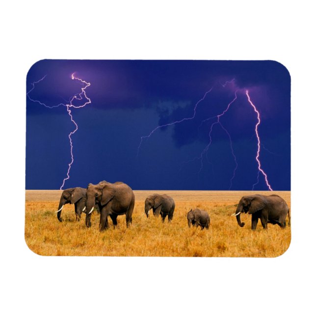 Elephants Magnet (Horisontell)