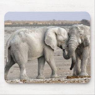 Elephants Musmatta