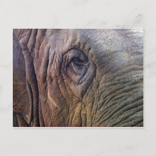 Elephants Öga Vykort