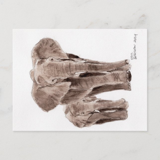 elephants post card vykort (Framsida)