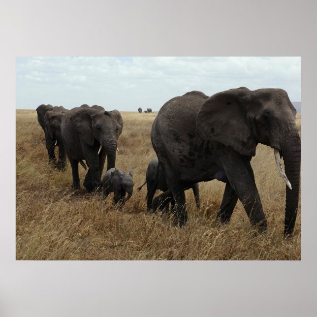 Elephants Poster (Framsidan)