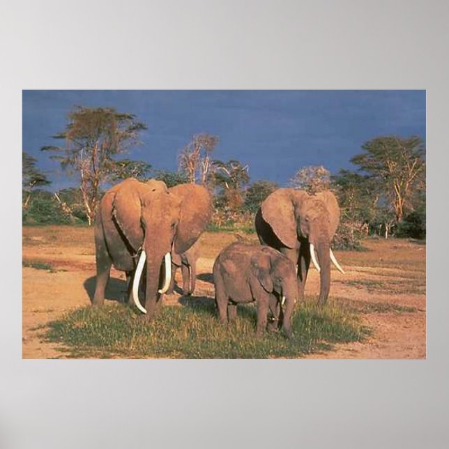 Elephants Poster (Framsidan)