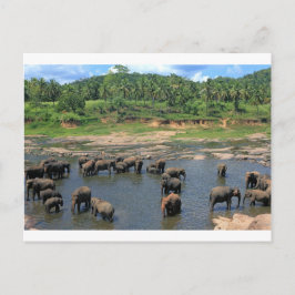 Elephants Sri Lanka Vykort