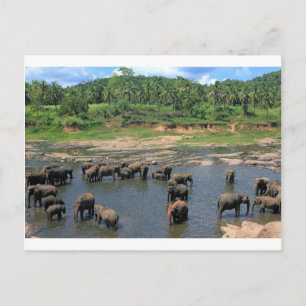 Elephants Sri Lanka Vykort