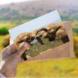 Elephants Tussling Postcard Vykort