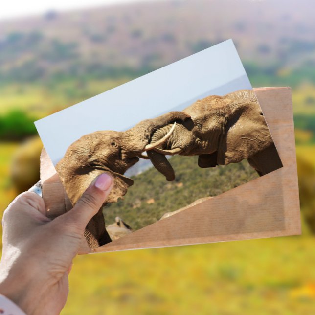 Elephants Tussling Postcard Vykort (Skapare uppladdad)