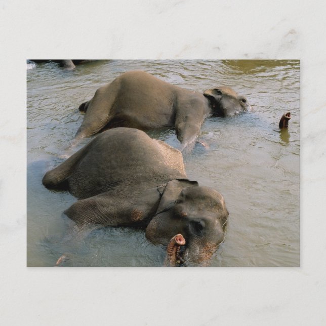 Elephants vid vykort för vattenhål (Framsida)