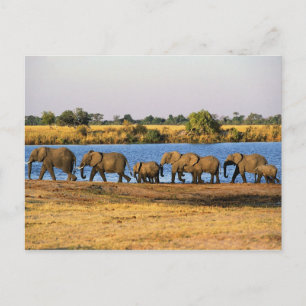 Elephants vycard vykort