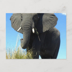 Elephants Vykort