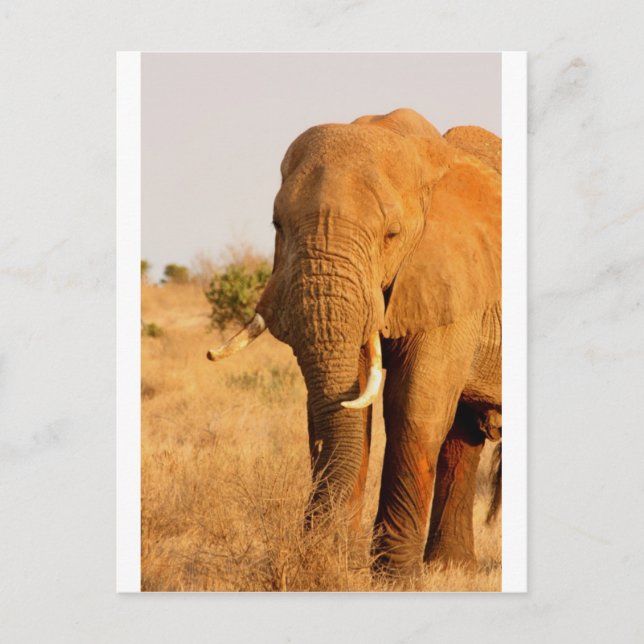 Elephants Vykort (Framsida)