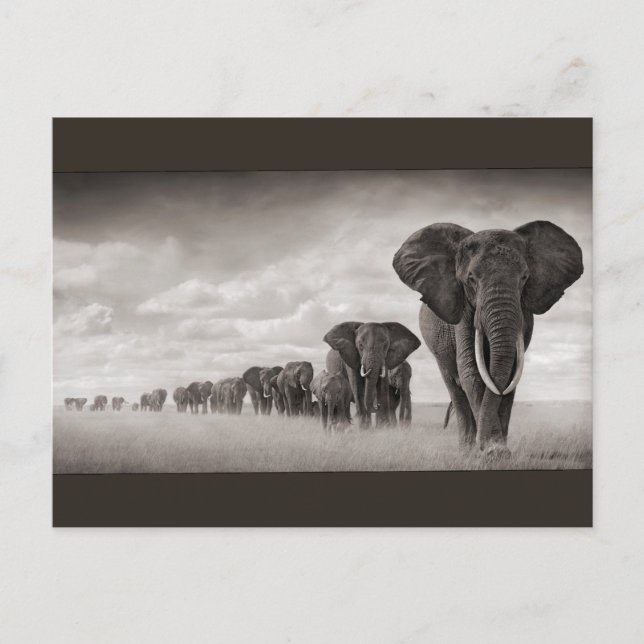 Elephants Vykort (Framsida)