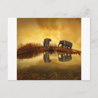 Elephants Vykort