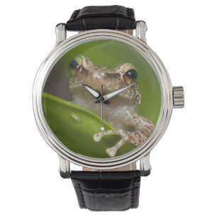 Eleutherodactylus coqui armbandsur