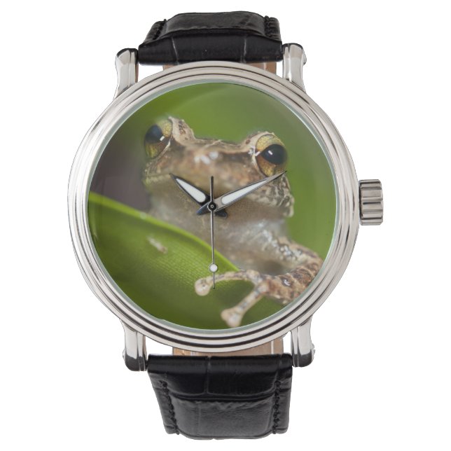 Eleutherodactylus coqui armbandsur (Framsida)
