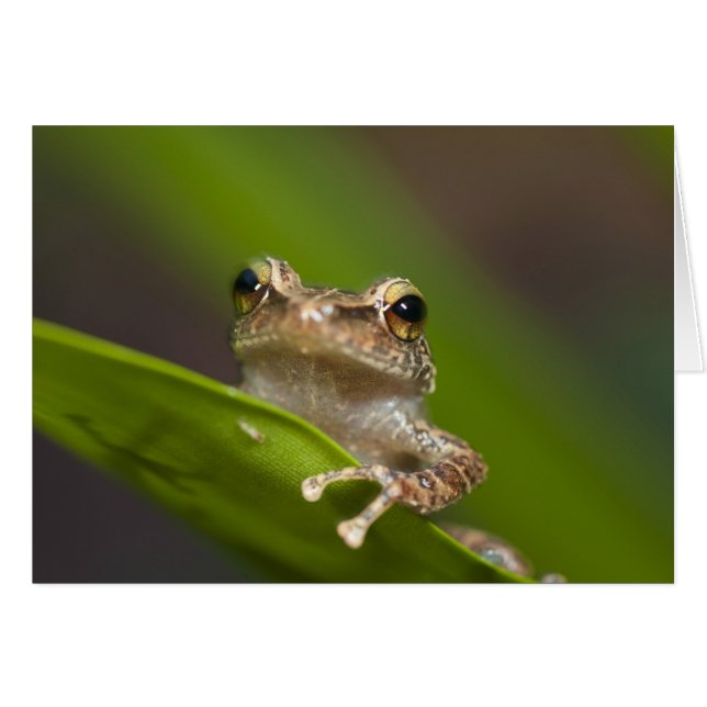 Eleutherodactylus coqui hälsningskort (Framsidan Horizontal)