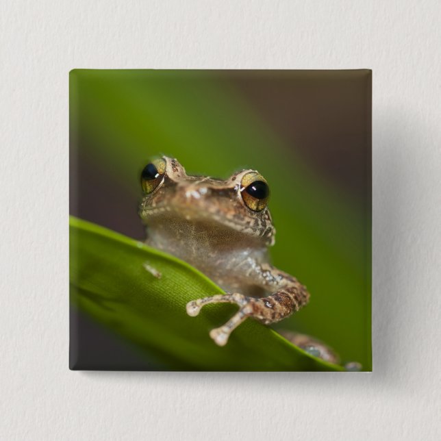 Eleutherodactylus coqui knapp (Framsida)