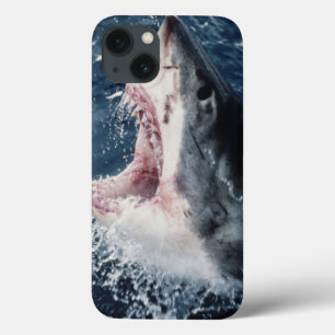 Elevated Shark mouth open