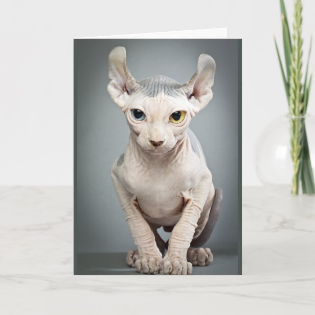 Elf Sphinx Cat Photograph Kort (Framsida)
