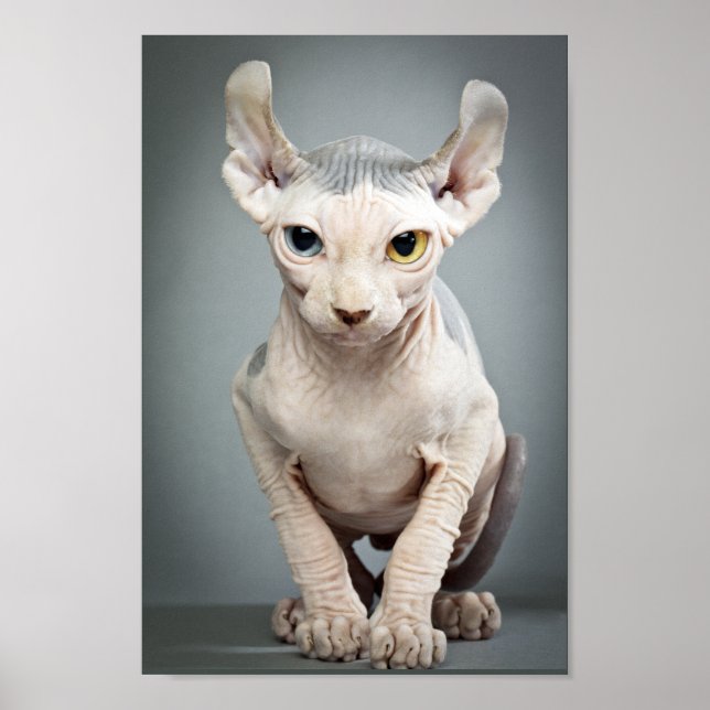 Elf Sphinx Cat Photograph Poster (Framsidan)