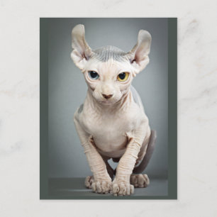 Elf Sphinx Cat Photograph Vykort