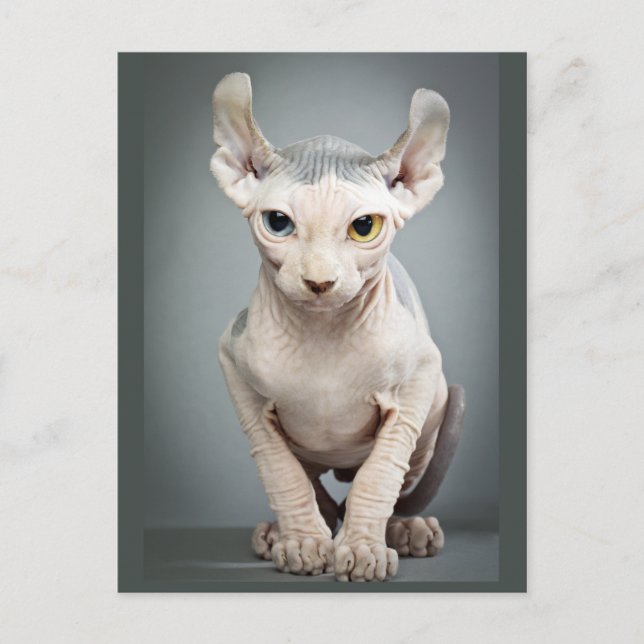 Elf Sphinx Cat Photograph Vykort (Framsida)