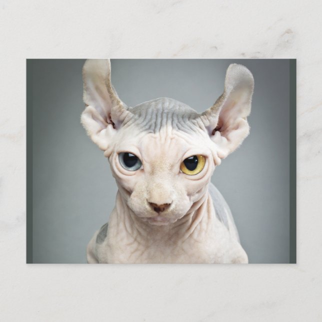 Elf Sphinx Cat Photograph Vykort (Framsida)