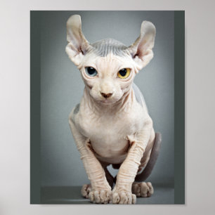 Elf Sphinx Katt Fotograf Poster