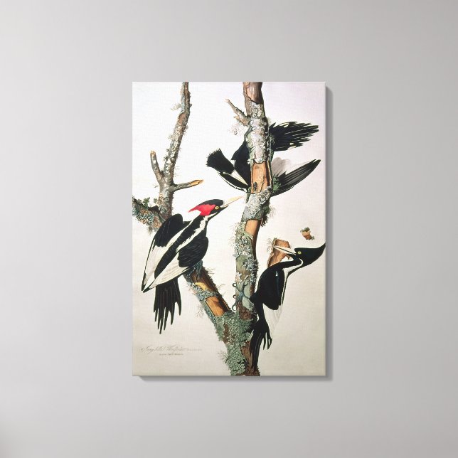 Elfenad Woodpecker, från "Birds of America" Canvastryck (Framsida)