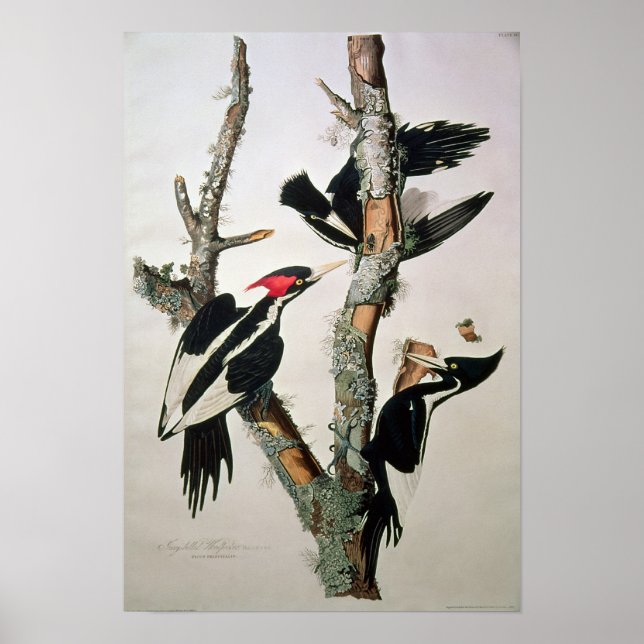 Elfenad Woodpecker, från "Birds of America" Poster (Framsidan)