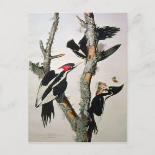Elfenad Woodpecker, från "Birds of America" Vykort
