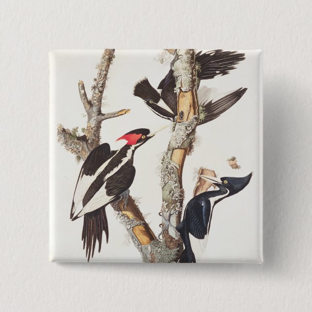 Elfenben-fakturerad hackspett, 1829, (trycket) knapp (Framsida)