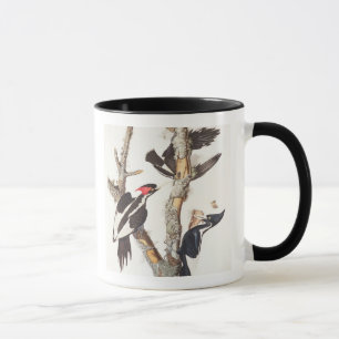 Elfenben-fakturerad hackspett, 1829, (trycket) mugg