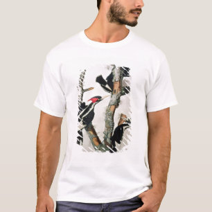 Elfenben-fakturerad hackspett, från 'fåglar av t-shirt