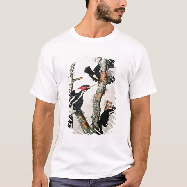 Elfenben-fakturerad hackspett, från 'fåglar av t-shirt (Framsida)