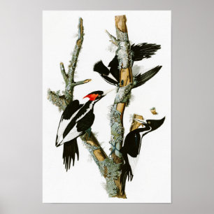 Elfenben-fakturerade hackspettAudubon fåglar av Poster