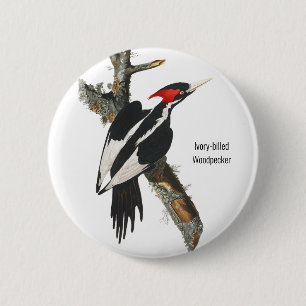 Elfenbensnäbbad träskare, Audubon, Birding Attir Knapp