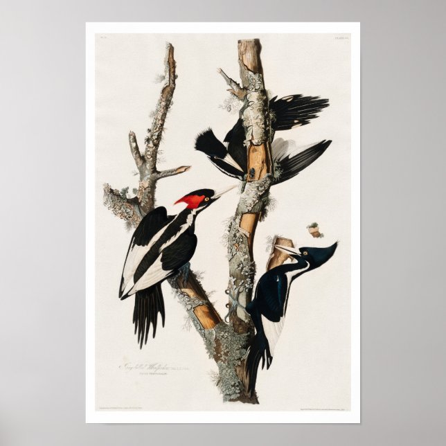 Elfenbensnäbbad träskare av Audubon Poster (Framsidan)