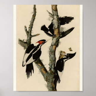 Elfenbensspett — Audubon plansch 66 Poster