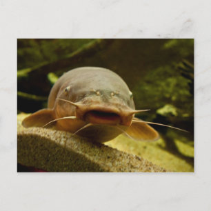 Elfisk Vykort
