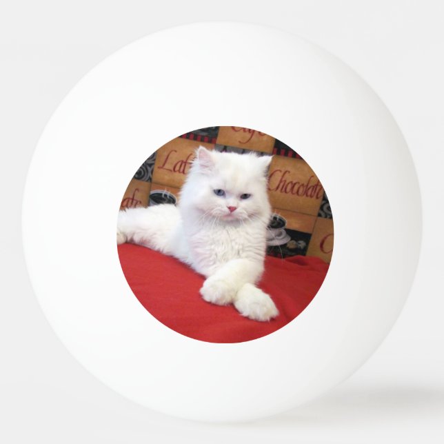 Eli - Persian Cat Ping Pong Boll (Baksidan)