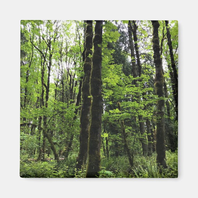 Elijah Bristow State Park, Dexter, Oregon Magnet (Framsidan)