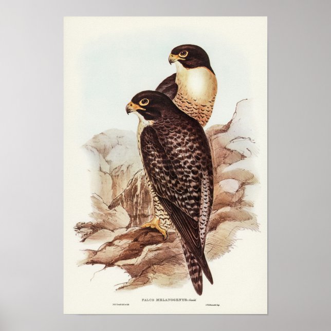 Elizabeth Gould Black-cheeked Falcon Poster (Framsidan)