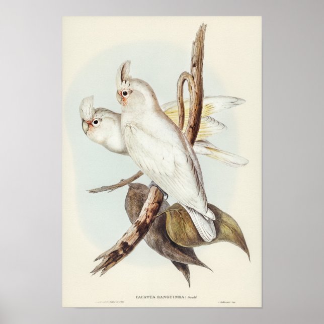 Elizabeth Gould, Blood nedfläckad Cockatoo Poster (Framsidan)