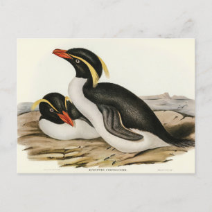 Elizabeth Gould brottad Penguin Vykort