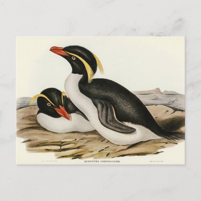Elizabeth Gould brottad Penguin Vykort (Framsida)