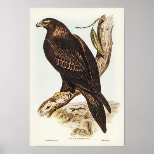Elizabeth Gould Eagle Poster