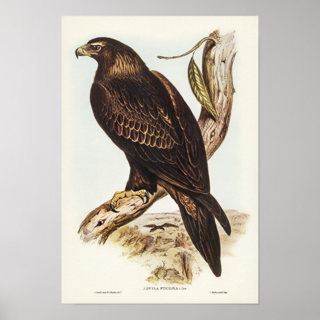 Elizabeth Gould Eagle Poster (Framsidan)